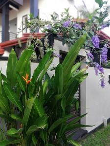 a bunch of plants on a wall with purple flowers at Menuks villa in Habaraduwa