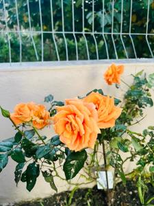 Φωτογραφία από το άλμπουμ του Villa Sarvi στο Δυρράχιο