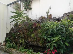 un jardín de plantas y flores junto a un edificio en Hotel San Marcos Las Lajas, en Ipiales 16 fotos más