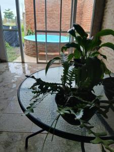 a glass table with a potted plant on top of it at Tuly in Formosa +1 photo