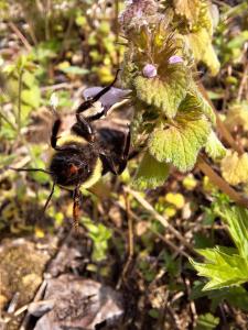 Zvířata v luxury tent nebo okolí + 5 fotografií