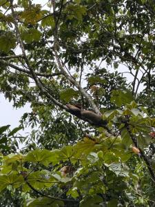a branch of a tree with green leaves at Ceibo Lodge in Bijagual