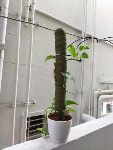 a green plant in a white pot on a ledge at WooLiv in Coimbatore