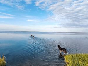 a dog standing in the water in a lake at 20 person holiday home in Ørsted in Ørsted