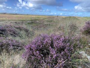 a field of purple flowers in a field of grass at 8 person holiday home in Rømø-By Traum in Kongsmark