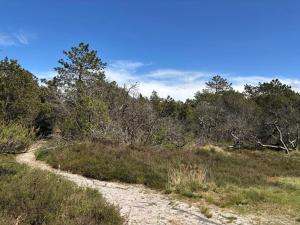 a dirt road in the middle of a field with trees at 8 person holiday home in Rømø-By Traum in Kongsmark