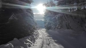 a snow covered road with trees and the sun in the sky at Neukam Hütte in Mühlbach am Hochkönig