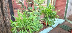 a group of plants in a garden next to a building at Casa Lara - Carmelitas Asunción in Asuncion
