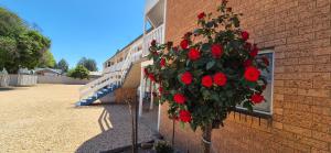 a bush of red roses on the side of a building at The Molong Motor Inn in Molong