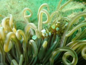 Φωτογραφία από το άλμπουμ του David σε T'ung-ko