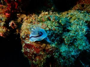 Επισκέπτες που μένουν στο David