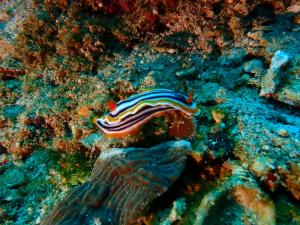 Άλλα ζώα σε αυτό το ξενοδοχείο ή στη γύρω περιοχή