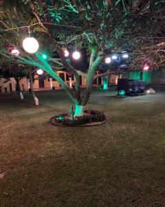 a tree in a park at night with green lights at Casa Mangos in Mérida