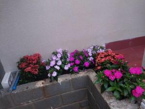 Zahrada ubytování Home Nam Phương -Bảo Lộc + 4 fotografie