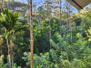 een uitzicht op een bos van bomen en planten bij Tea Brook Lodge Ella in Ella