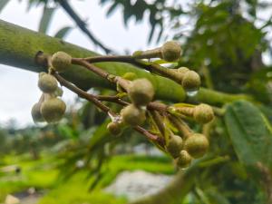 a bunch of small fruits on a tree branch at Casa Melaka in Kampong Pulau Sebang