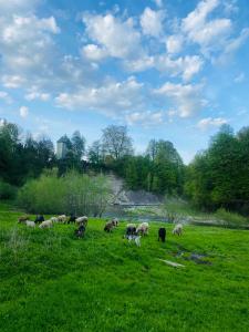 Zvířata v prázdninového domu nebo okolí