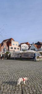 Ein Hund lag auf einer Ziegelstraße neben Häusern in der Unterkunft Ankerplatz Lichtblick in Travemünde