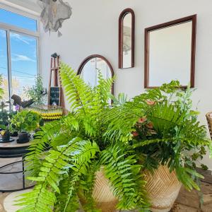a plant in a room with mirrors on the wall at Palm View Guesthouse, adults only in Luz