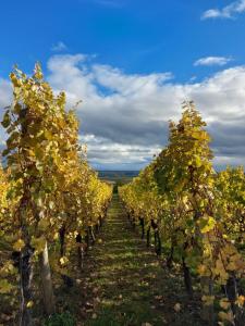 a row of trees with yellow leaves on them at La Maison Kouglof in Nordheim