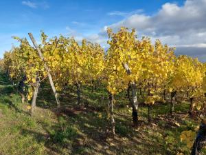 a group of trees with yellow leaves in a field at La Maison Kouglof in Nordheim +11 photos