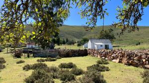 a herd of sheep in a field next to a barn at The Sheperd's Cottage in Joubertina