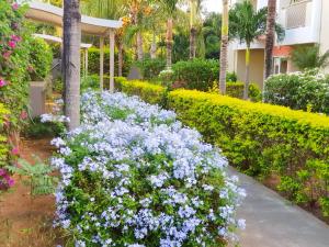 a garden of blue flowers in front of a building at Coconut Palm Retreat in Flic-en-Flac