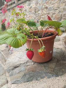 Afbeelding uit fotogalerij van Hotel Rural El Nuevo Semellon Aceptamos Mascotas in La Llama