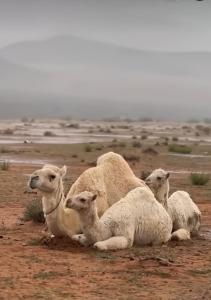 a group of sheep laying on a dirt field at Desert Front camp in Aqaba