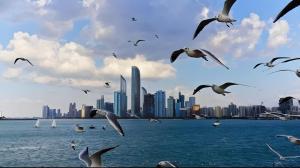 a flock of birds flying over the water with a city at MBZ - Boutique Bed Space in Muşaffaḩ