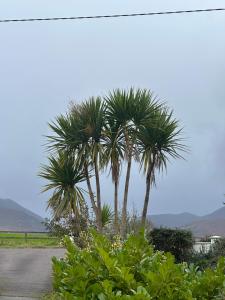 two palm trees on the side of a road at The Killarney Hideaway in Killarney