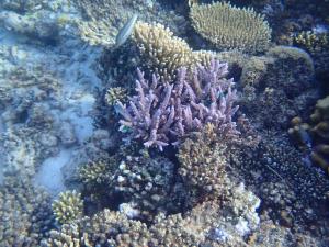a group of corals on the ocean floor at De Stormmeeuw in Egmond aan Zee