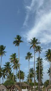 a group of palm trees on the beach at Moon Guest House in Trincomalee