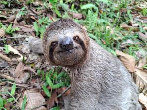 Zvířata v kempu nebo okolí + 41 fotografií