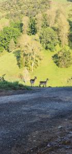 twee herten staan aan de kant van een onverharde weg bij Misty Valley Hilltop Farmstay - Off Grid Retreat in Otorohanga