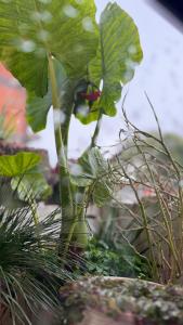 Κήπος έξω από το Alborada