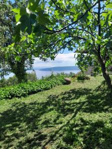 Un paisaje natural cerca del departamento