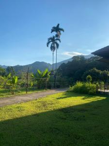 a palm tree in the middle of a grass field at Ha Giang Lake View House in Ha Giang