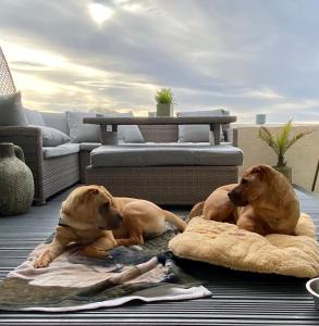 ダンガーバンにあるDog-friendly Seaview Apartmentのリビングルームに寝た犬2匹