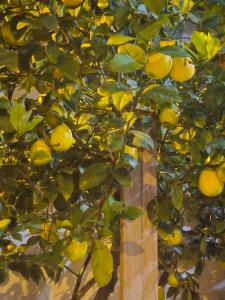 Κήπος έξω από το Grand Rooms