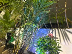 a group of plants in a garden next to a wall at Casa De Las Muñecas RH in Santo Domingo