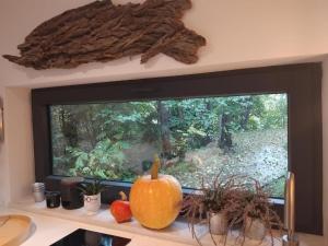 a large window with a pumpkin and fruit on a counter at Leśny Domek - Świekatowo in Świekatowo