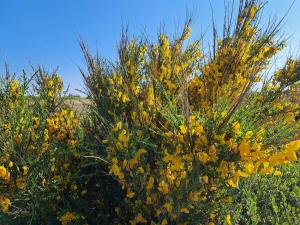 a bunch of yellow flowers in a field at Cozy Beach Cottage - By Traum Ferienwohnungen in Fjand Gårde