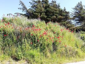 un champ de fleurs rouges au bord d'une route dans l'établissement Luxury Beach House in Blokhus - By Traum Ferienwohnungen, à Blokhus