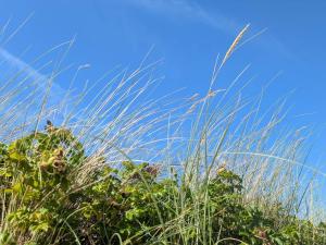 LiselejeにあるLuxury Retreat in Liseleje - By Traum Ferienwohnungenの青空の草原 +27枚の写真