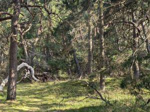 eine Gruppe von Bäumen auf einem Feld mit Gras in der Unterkunft 8 person holiday home in Melby-By Traum in Melby