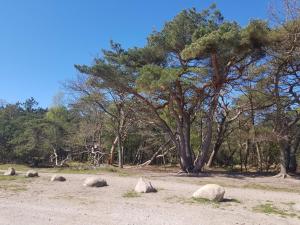 Ein Baum und ein paar Steine auf einem Feld in der Unterkunft 8 person holiday home in Melby-By Traum in Melby