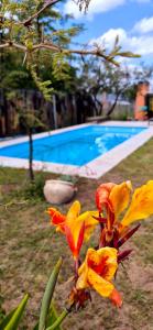 Una flor amarilla y roja junto a una piscina en Casa de Amigos - Chañar, en Santa Rosa de Calamuchita