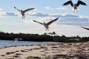 a flock of seagulls flying over a beach at 198 The Esplanade in Woodgate
