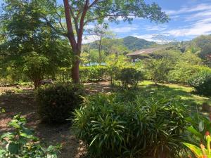 a garden with plants and a tree and a house at Una Habitación baño privado Casa Mango in Zapzurro